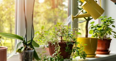 Verdure suspendue : Top 10 des plantes retombantes pour sublimer votre intérieur